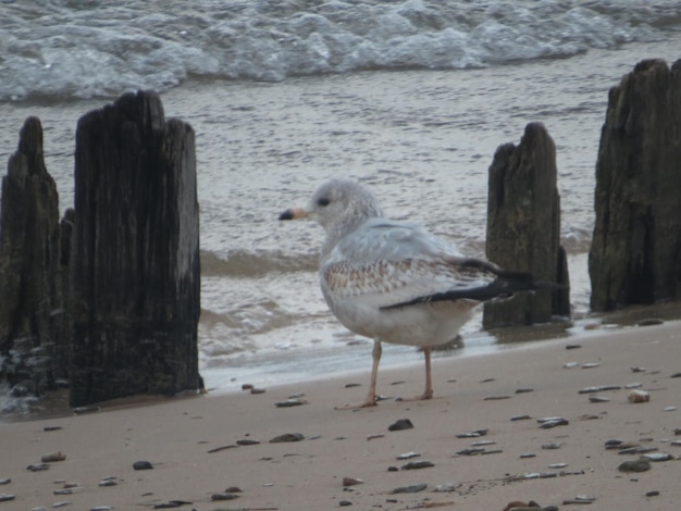 Foto zeemeeuwen op het strand