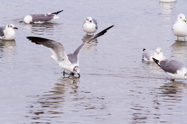 Zeemeeuwen op kustwater dichtbij South Padre Island, TX.