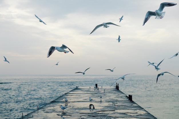 Zeemeeuwen vliegen over pier