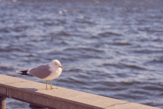 Zeemeeuwportret in stad. Close-up van witte vogel zeemeeuw zittend op een kust tegen een blauw water.