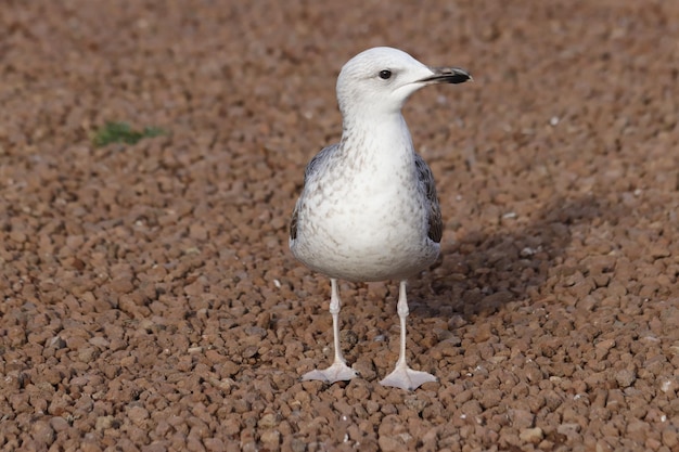 Zeemeeuwportret, lucht en vliegende vogels