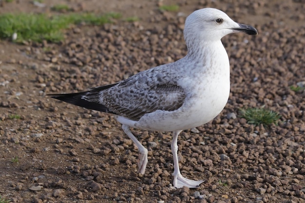 Zeemeeuwportret, lucht en vliegende vogels