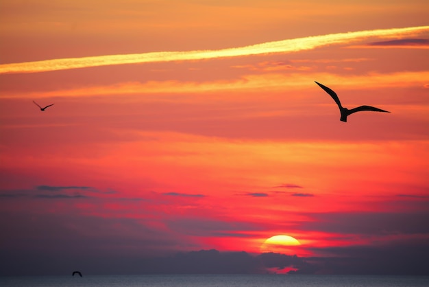 Zeemeeuwsilhouet in een oranje hemel bij zonsondergang