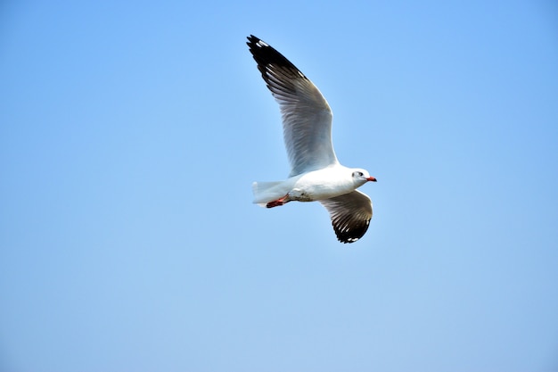 Zeemeeuwvogel die met blauwe hemelachtergrond vliegen