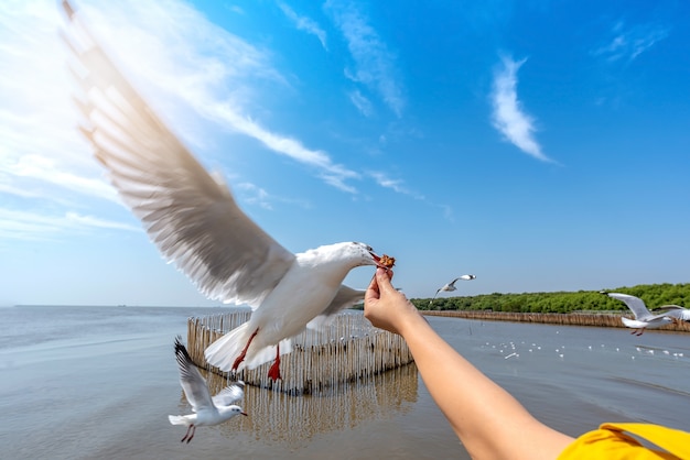 Zeemeeuwvogel het uitspreiden vleugels die geknetter van vrouwenhand het voeden eten te eten