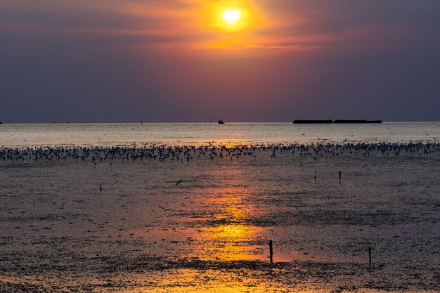 Zeemeeuwvogel op het strandzeegezicht