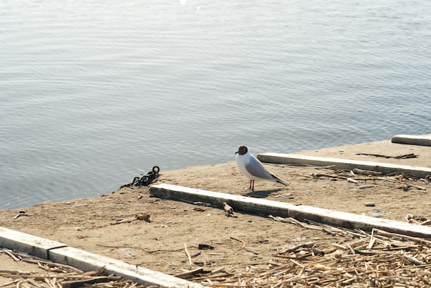 Zeemeeuwvogel zit op een pier zonnige dag in de buurt van de zee