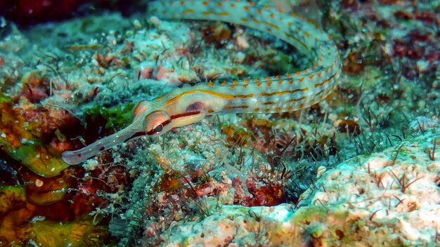 Zeenaald op koraal in de Rode Zee, Eilat, Israël