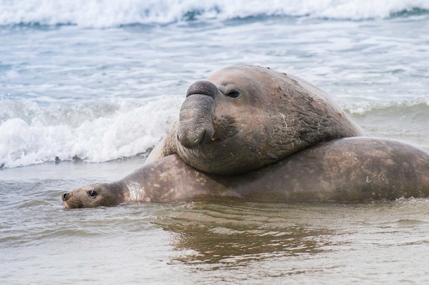 Foto zeeolifant schiereiland valdes chubut patagonië patagonië argentinië