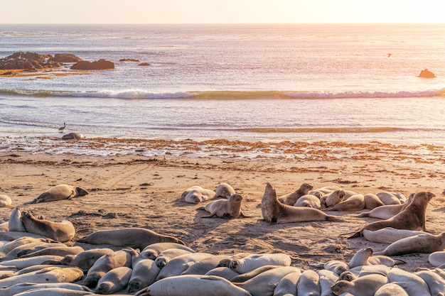 Zeeolifanten slapen op het strand in Elephant Seal Vista Point, San Simeon, Californië, VS.