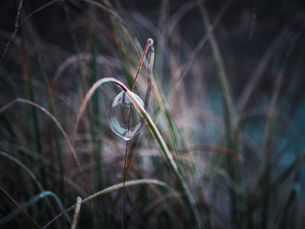 Foto zeepbellen - close-up