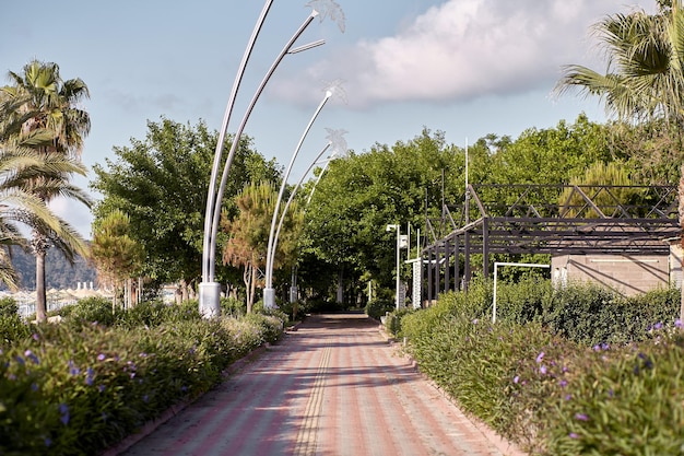 Zeepromenade bij helder zonnig weer met palmbomen en straatverlichting Foto van hoge kwaliteit