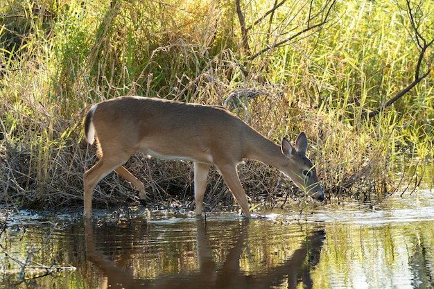 Zeer belangrijke Herten in natuurlijke habitat in het staatspark van Florida