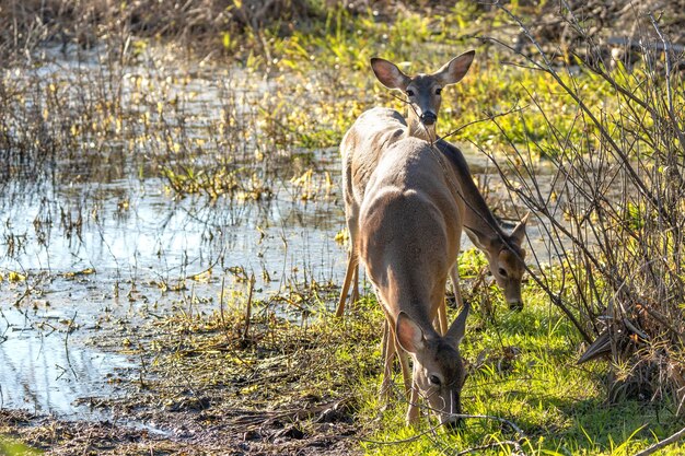 Zeer belangrijke Herten in natuurlijke habitat in het staatspark van Florida