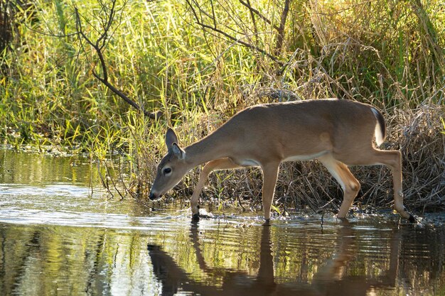 Zeer belangrijke Herten in natuurlijke habitat in het staatspark van Florida