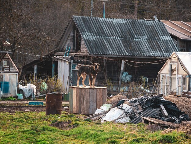 Zeer boze grote tuinhond blaft Authentiek Russisch dorp