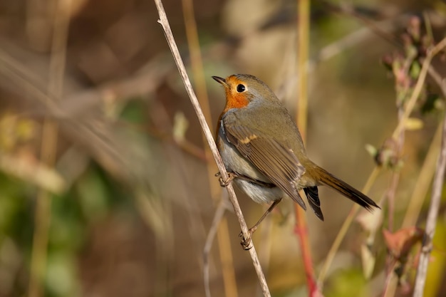 Zeer close-up portretten van roodborstje (Erithacus rubecula). Details van verenkleed en gewoonte zijn goed te lezen in het zachte ochtendlicht. Vogelidentificatie is eenvoudig