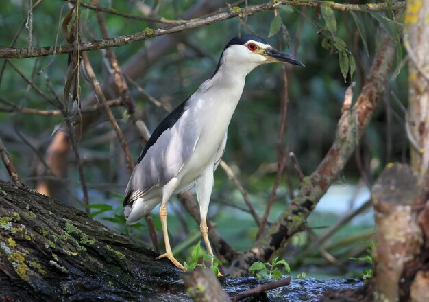 Zeer close-up van een volwassen nachtreiger in natuurlijke habitat