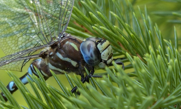 Zeer gedetailleerde macrofoto van een libel Macro shot met details van de ogen van de libel