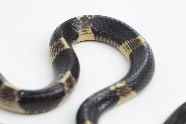 Foto zeer giftige maleise krait of blauwe krait bungarus candidus geïsoleerd op een witte achtergrond