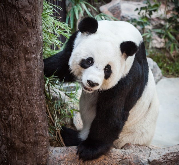 Zeer grote panda in de dierentuin van thailand