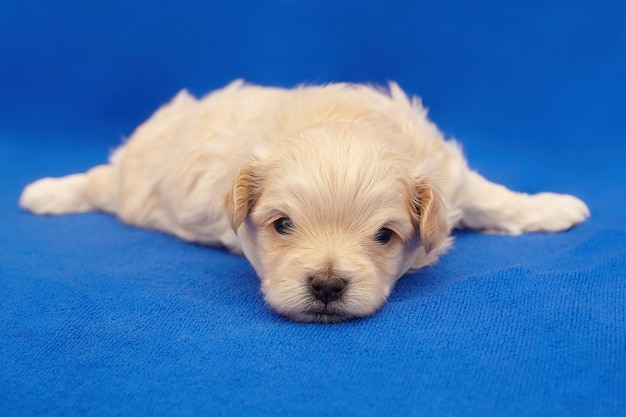 Zeer kleine puppy maltipu. fotoshoot op een blauwe achtergrond