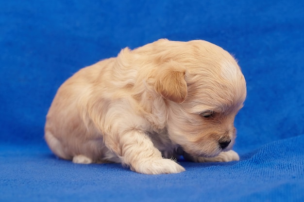 Zeer kleine puppy Maltipu. fotoshoot op een blauwe achtergrond.