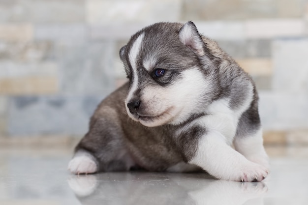 Zeer kleine puppy Siberische husky.