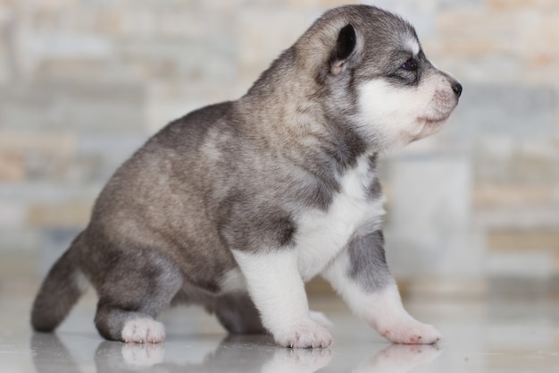 Zeer kleine puppy Siberische husky.