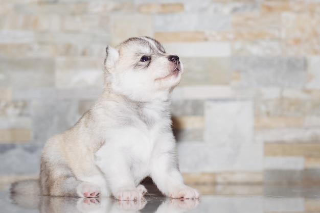 Zeer kleine puppy Siberische husky.