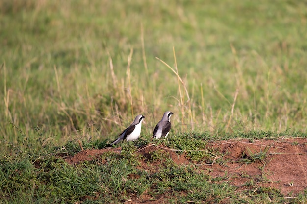 Zeer kleurrijke inheemse vogels zitten op boomtakken