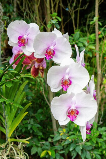 Foto zeer kleurrijke natuurlijke orchidee bloemen