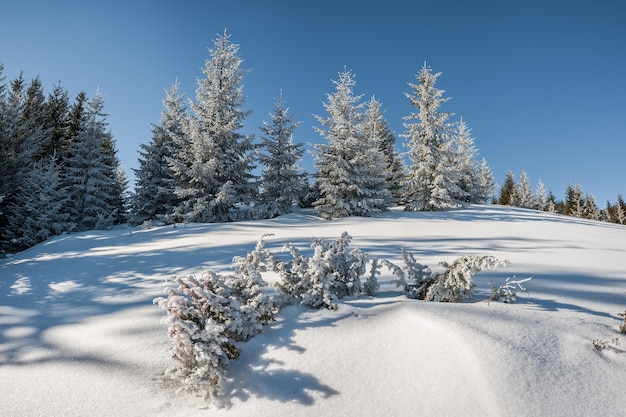 Zeer mooi winterlandschap met besneeuwd bos