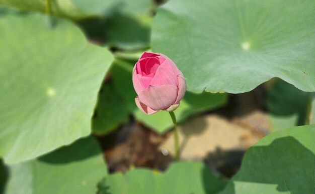 Foto zeer mooie bloem van het prachtige bangladesh