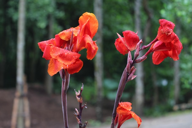 Foto zeer mooie bloem van het prachtige bangladesh