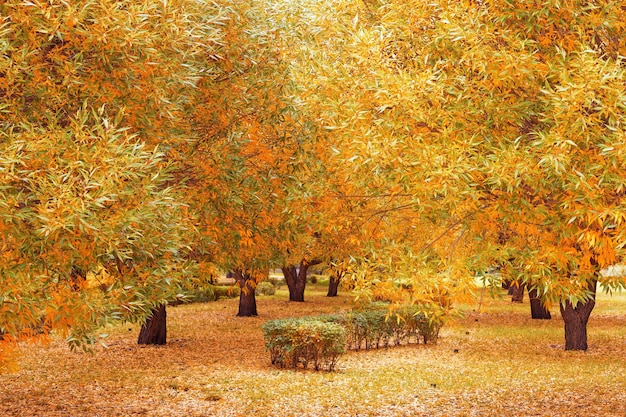 Zeer mooie bomen bedekken gele herfstbladeren.