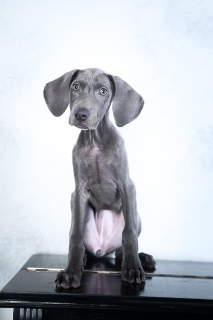 Zeer mooie hond blauwe Weimaraner ras puppy op piano luxe chique hond