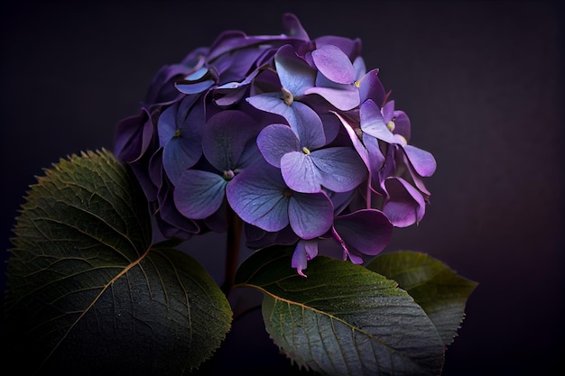 Zeer mooie Hortensia bloemen