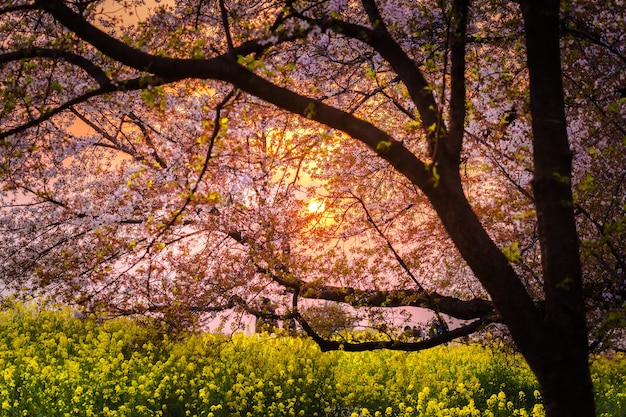 zeer mooie Japan Sakura