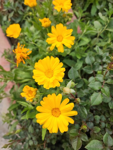 Zeer mooie natuurlijke bloemen in geel rood en oranje