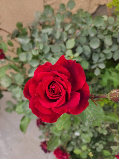 Zeer mooie natuurlijke bloemen in geel rood en oranje