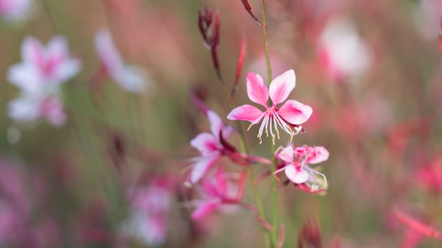 Zeer mooie paarse bloemen, Cyprus.