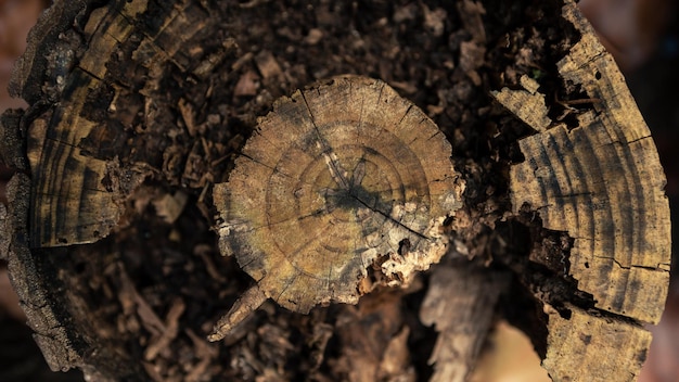 Zeer oude en verbrande houten boom snijvlak. Gedetailleerde warme donkerbruine en oranje tinten van een gekapte boomstam of stronk. Ruwe organische textuur van boomringen