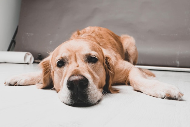 Zeer schattige en lieve hond golden retriever