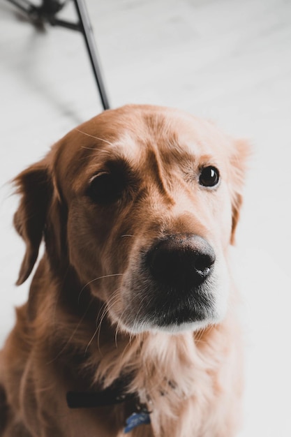 Zeer schattige en lieve hond golden retriever