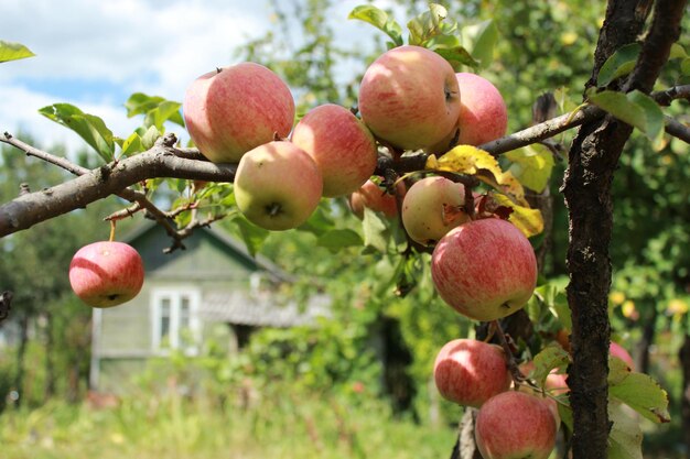 Zeer smakelijke en rijpe appels