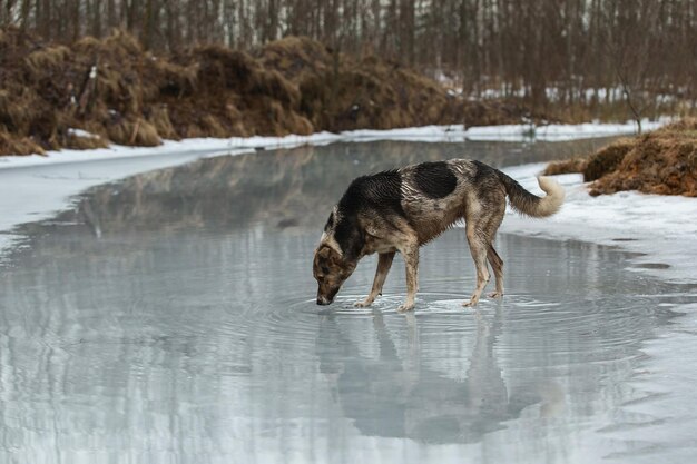 Zeer vuile en natte herdershond van gemengd ras