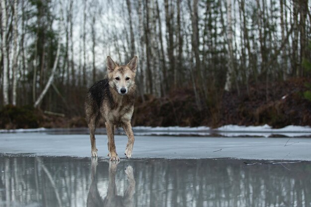 Foto zeer vuile en natte herdershond van gemengd ras