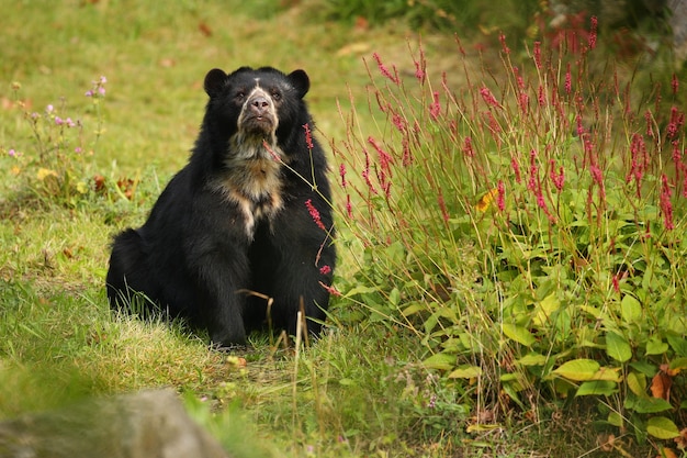 Zeer zeldzame en verlegen Andesbeer in natuurhabitat