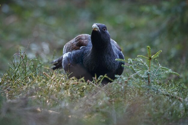 Zeer zeldzame wilde auerhoen in de natuurhabitat